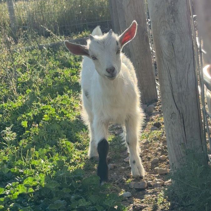 Nigerian Dwarf Buck