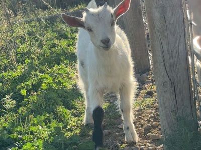 Nigerian Dwarf Buck