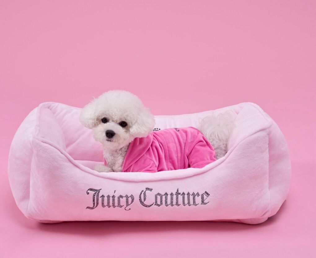 juicy couture bed dog or Cat