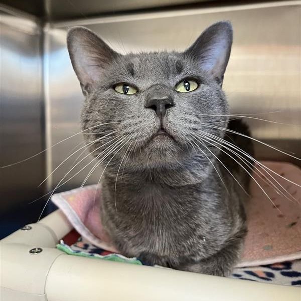 Hello my name is Heathcliff