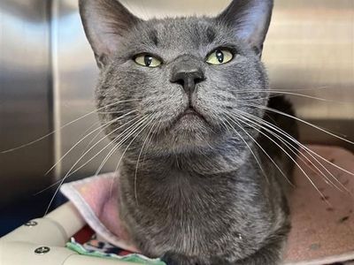 Hello my name is Heathcliff