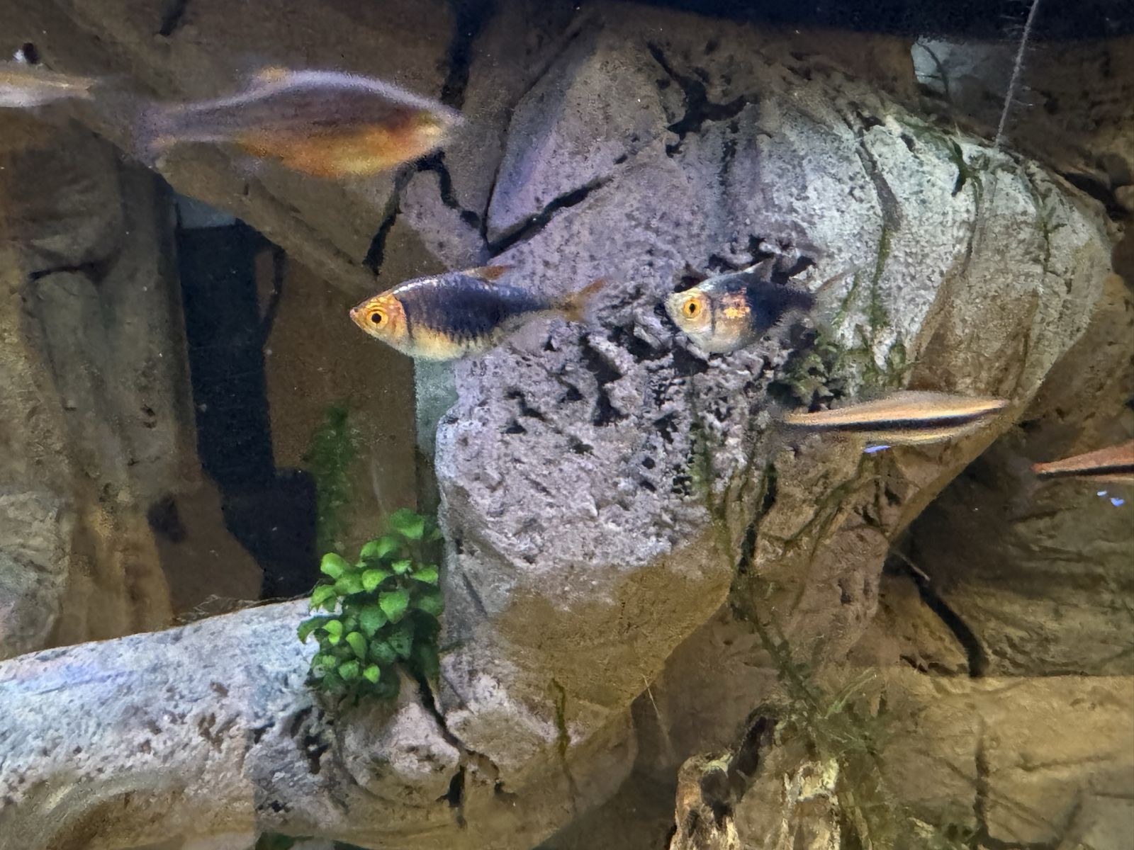 Free - 7 Purple Harlequin Rasbora