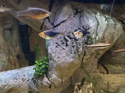 Free - 7 Purple Harlequin Rasbora