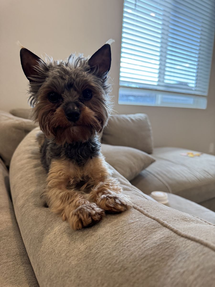 AKC Registered Yorkie