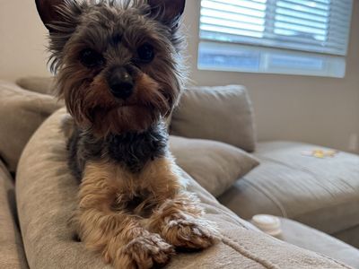 AKC Registered Yorkie