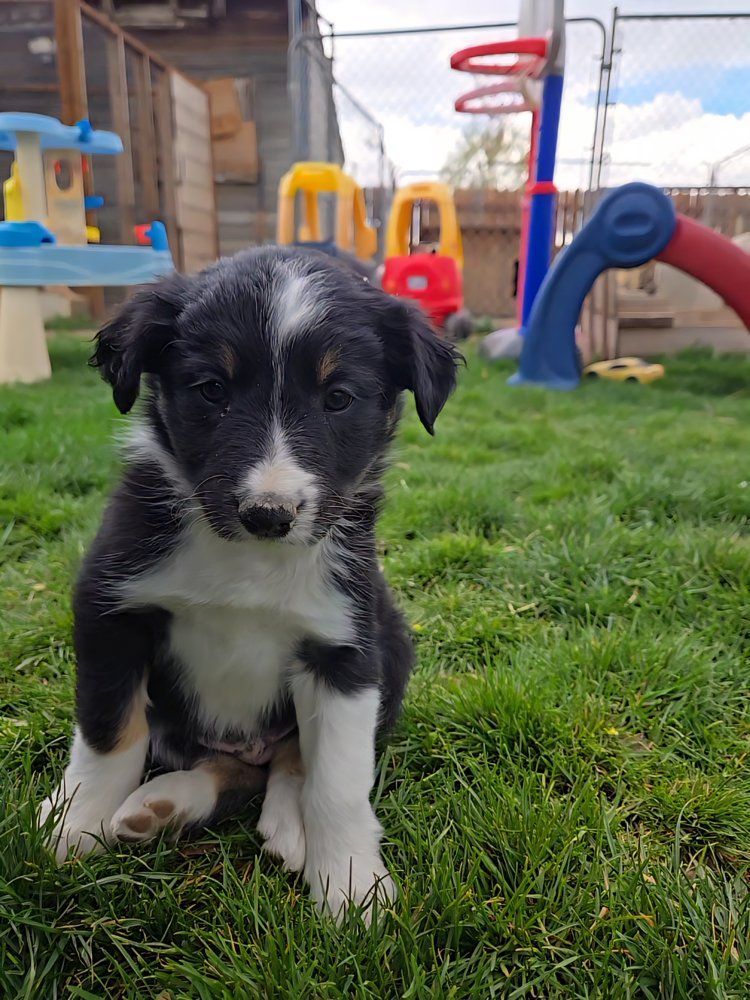 Purebred Border Collie Puppies
