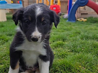 Purebred Border Collie Puppies
