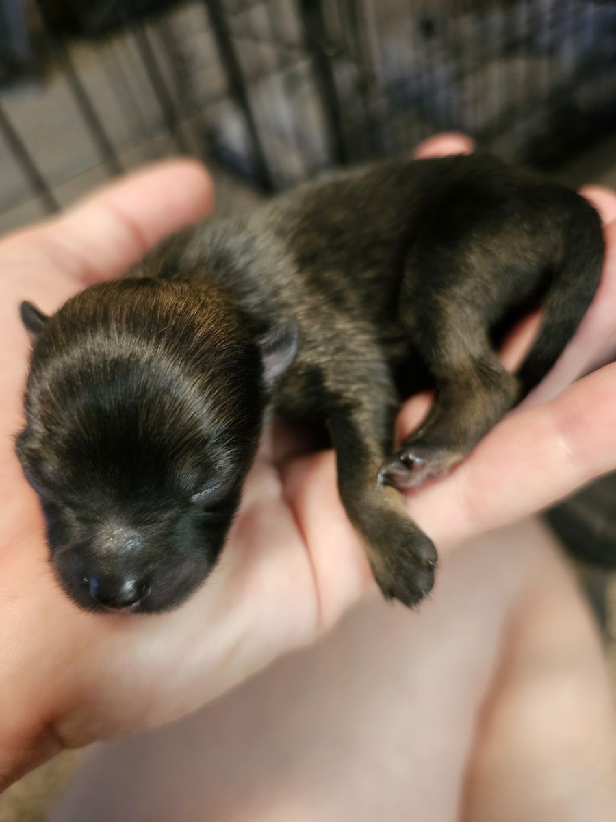 Pomeranian pups