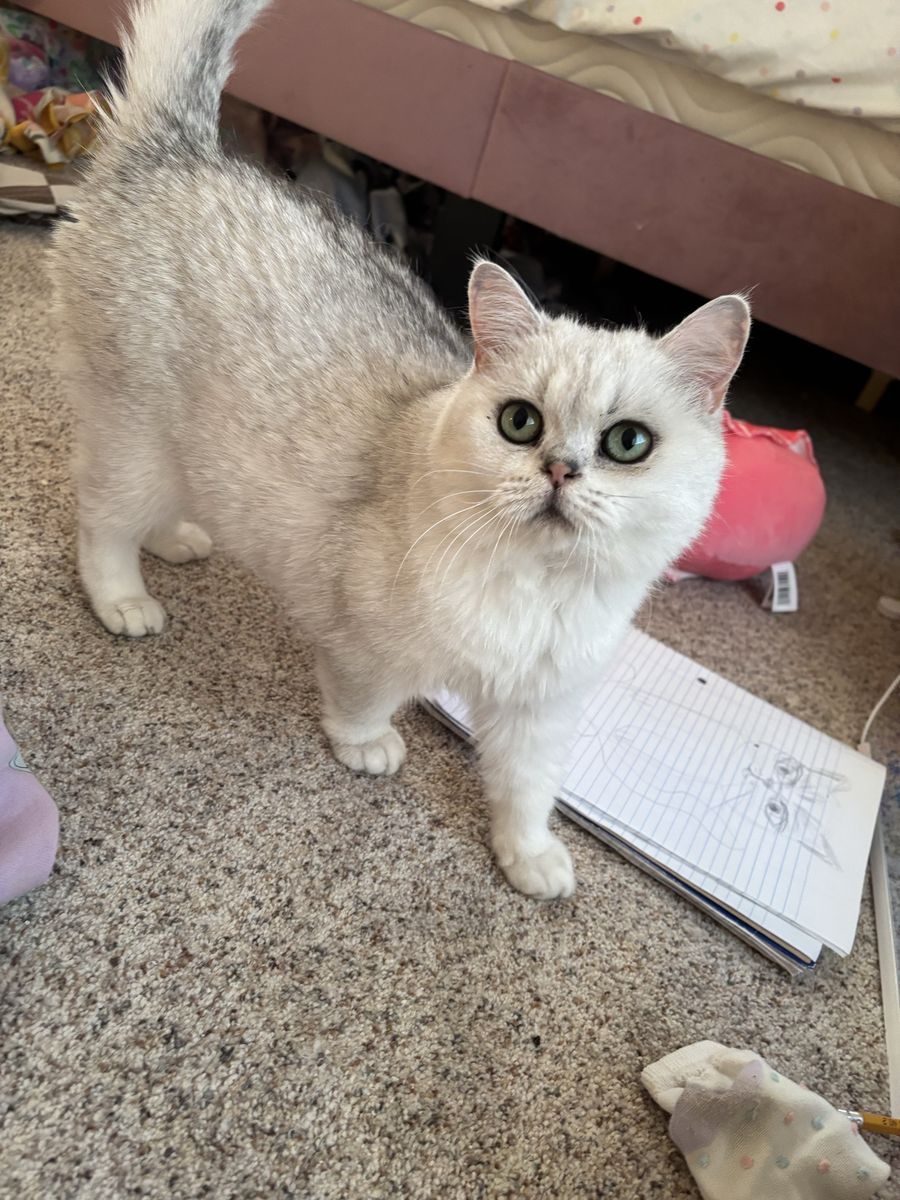 Papered Purebred British Shorthair Female Cat