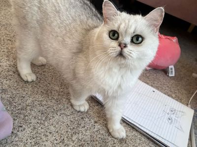 Papered Purebred British Shorthair Female Cat