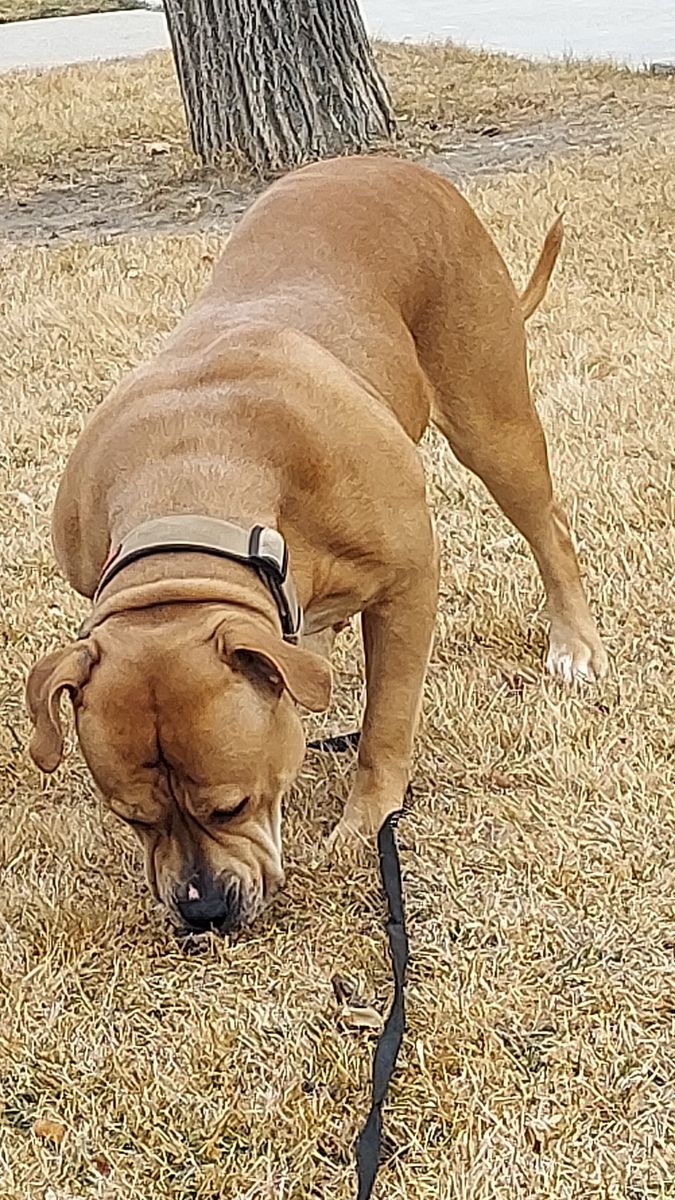 American Bully Boerbel Female