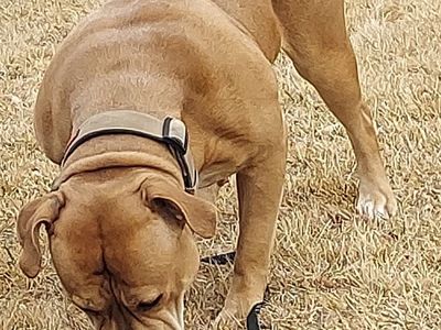 American Bully Boerbel Female