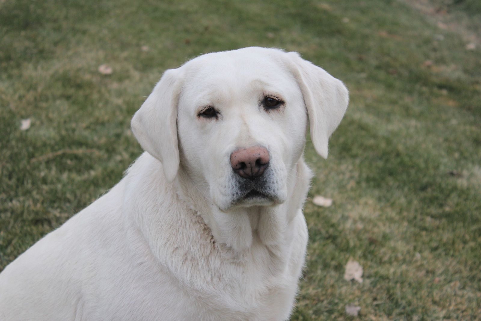 Adult AKC English White Labrador Retriever