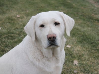 Adult AKC English White Labrador Retriever