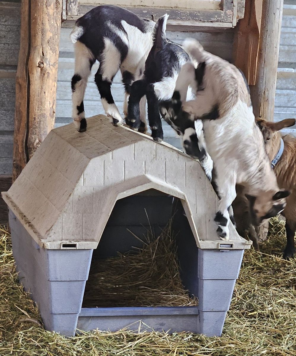 baby goats!