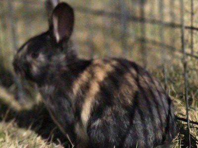 Japanese Harlequin Bunny Rabbit Doe