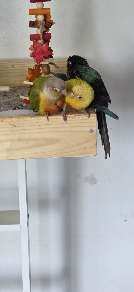 3 young conures