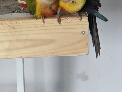 3 young conures