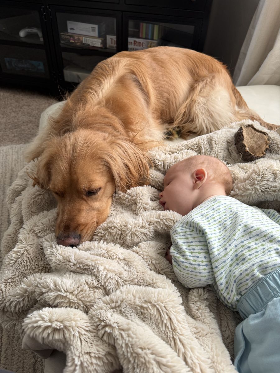 Mini Golden Retriever