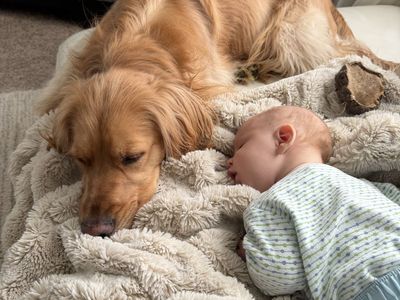 Mini Golden Retriever