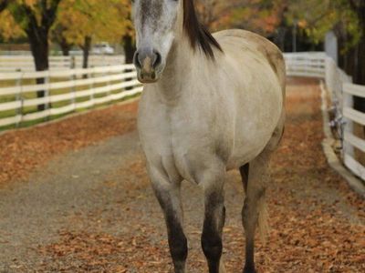 Gelding Horse