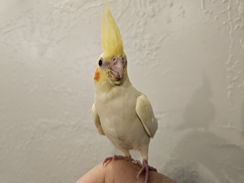 Tame Baby Lutino Cockatiel
