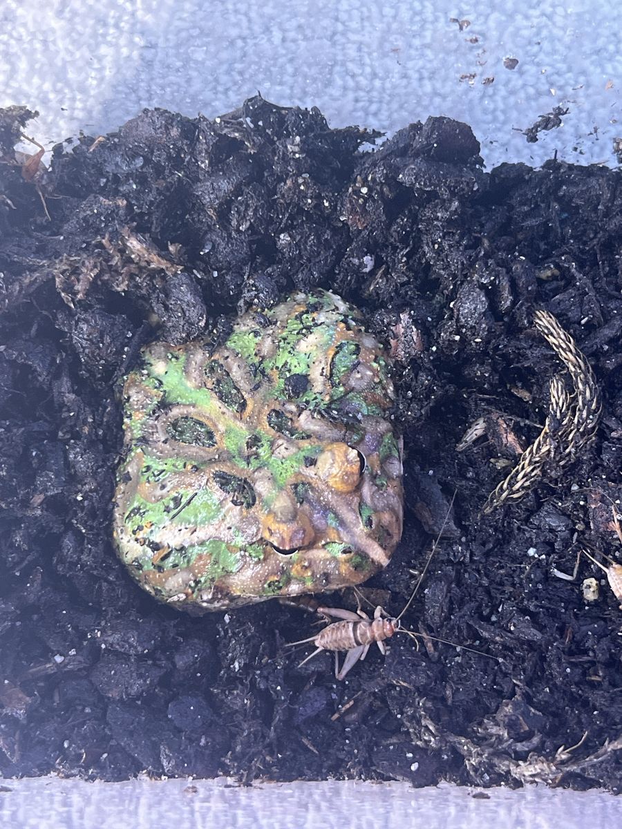 Male Matcha pac man frog 