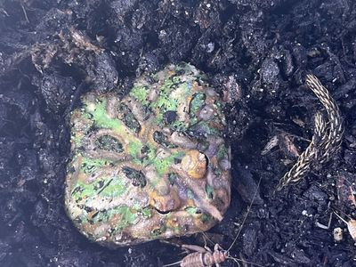 Male Matcha pac man frog