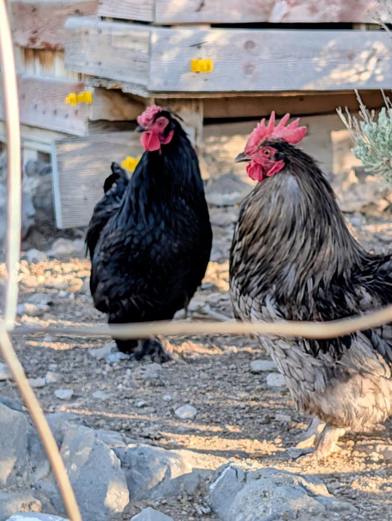Bantam Roosters Free