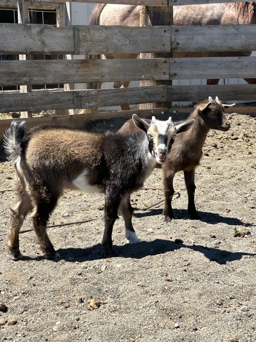 Goats for sale