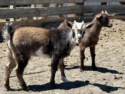 Goats for sale