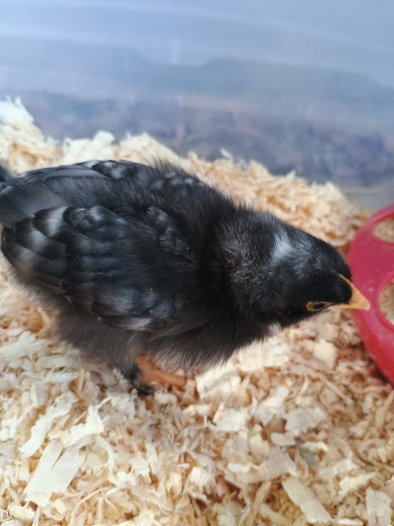 Maran chick - Free
