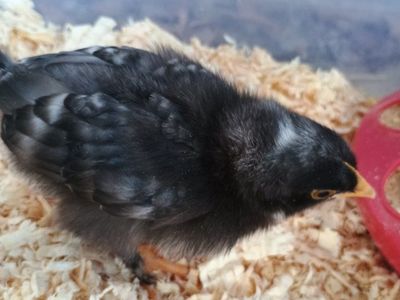 Maran chick - Free