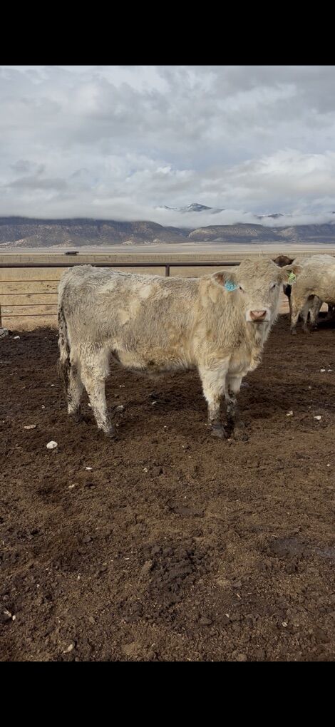 Charolais Bulls and Heifers Best In The West
