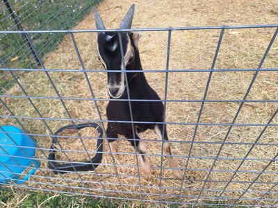 Mini Lamancha Buckling Goat