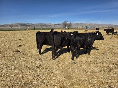Young Balancer/Red Angus Cows