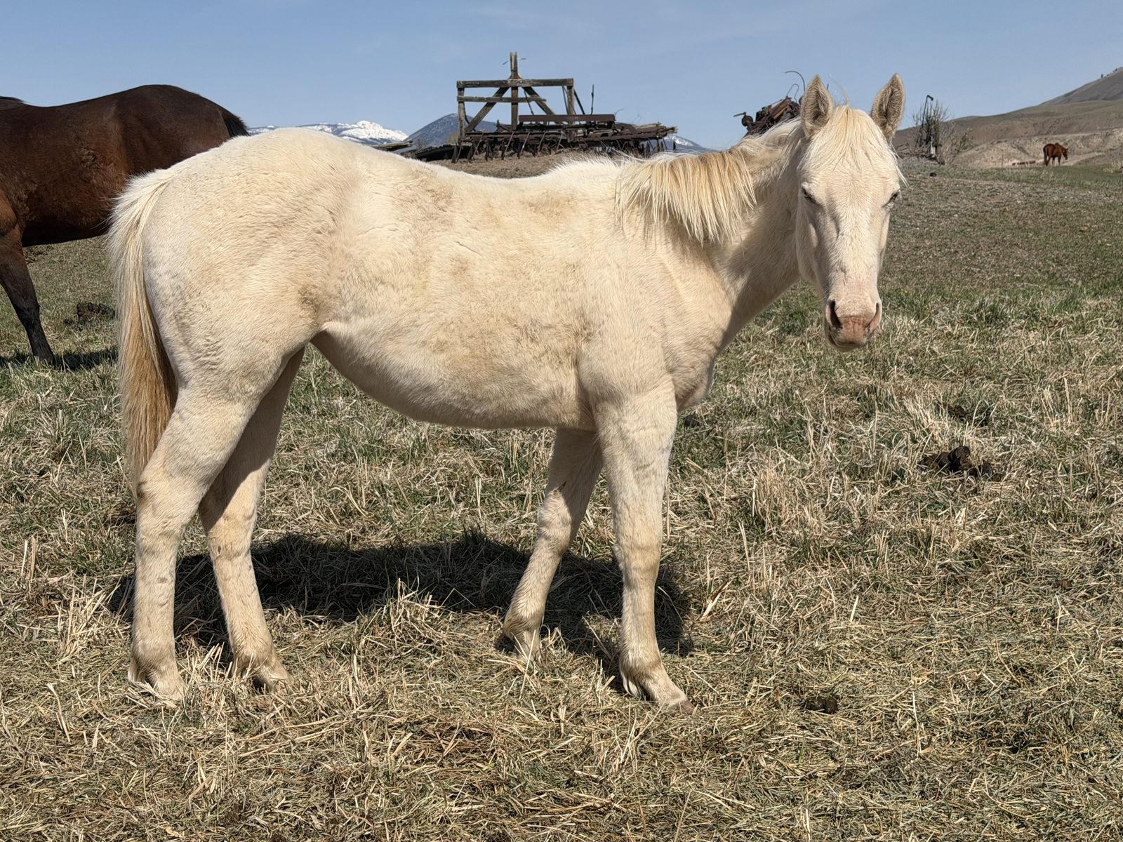LQH Miss Steelwood 2025 Perlino filly driftwood/poco bueno