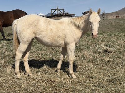 LQH Miss Steelwood 2025 Perlino filly driftwood/poco bueno