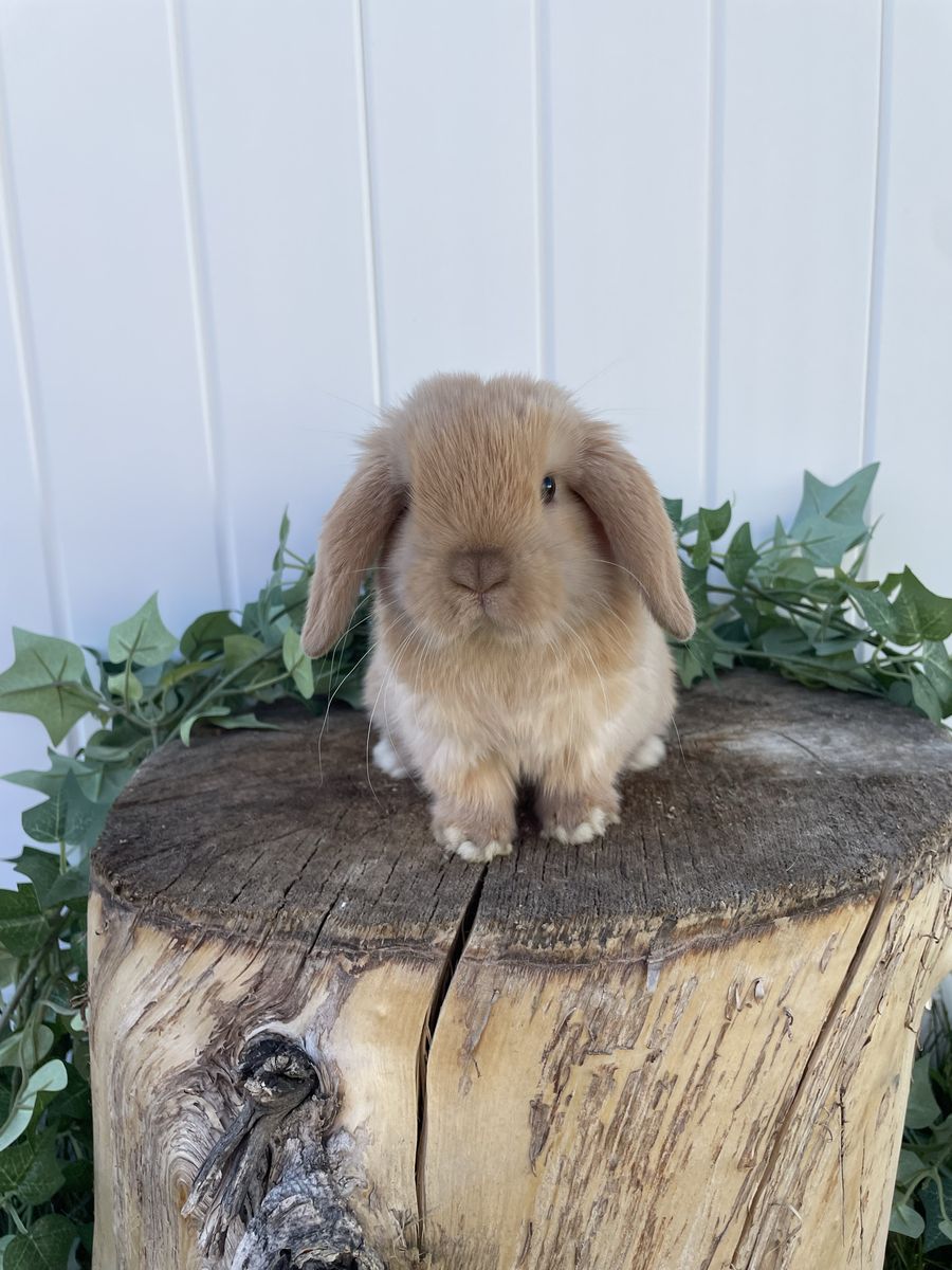 Purebred Holland Lop Boy (fully pedigreed)