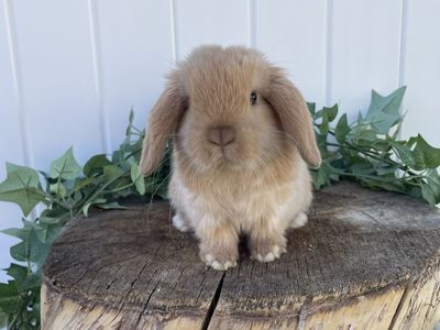 Purebred Holland Lop Boy (fully pedigreed)