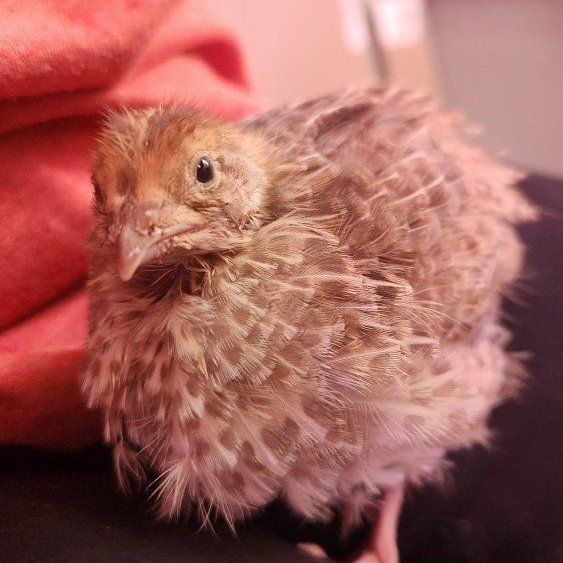 Jumbo Egyptian coturnix quail Hens