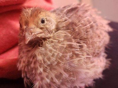 Jumbo Egyptian coturnix quail Hens