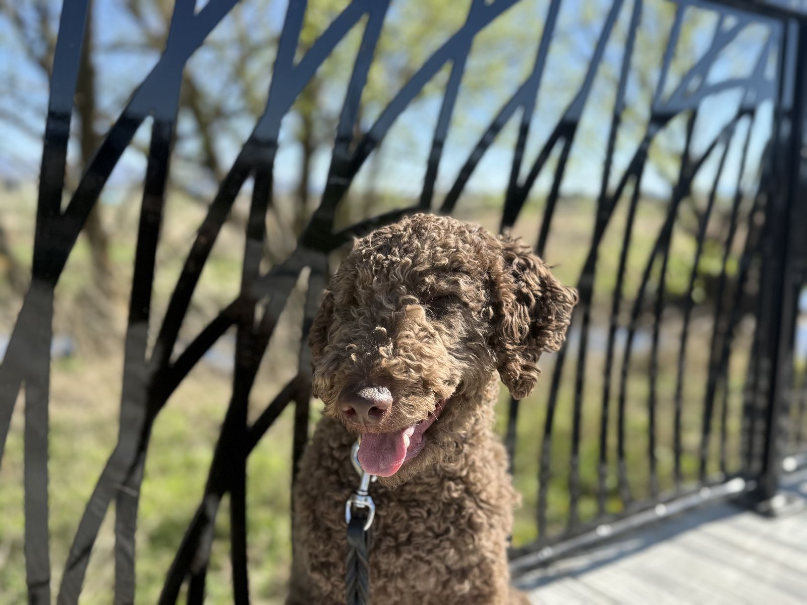 Male Bernadoodle
