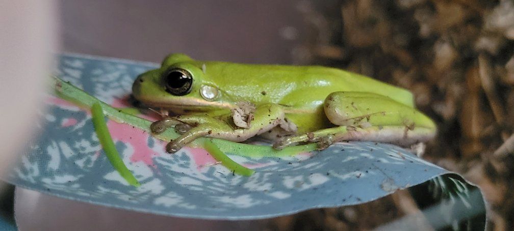 Adorable Green Tree Frog