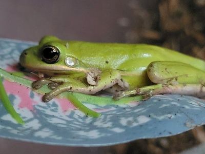 Adorable Green Tree Frog