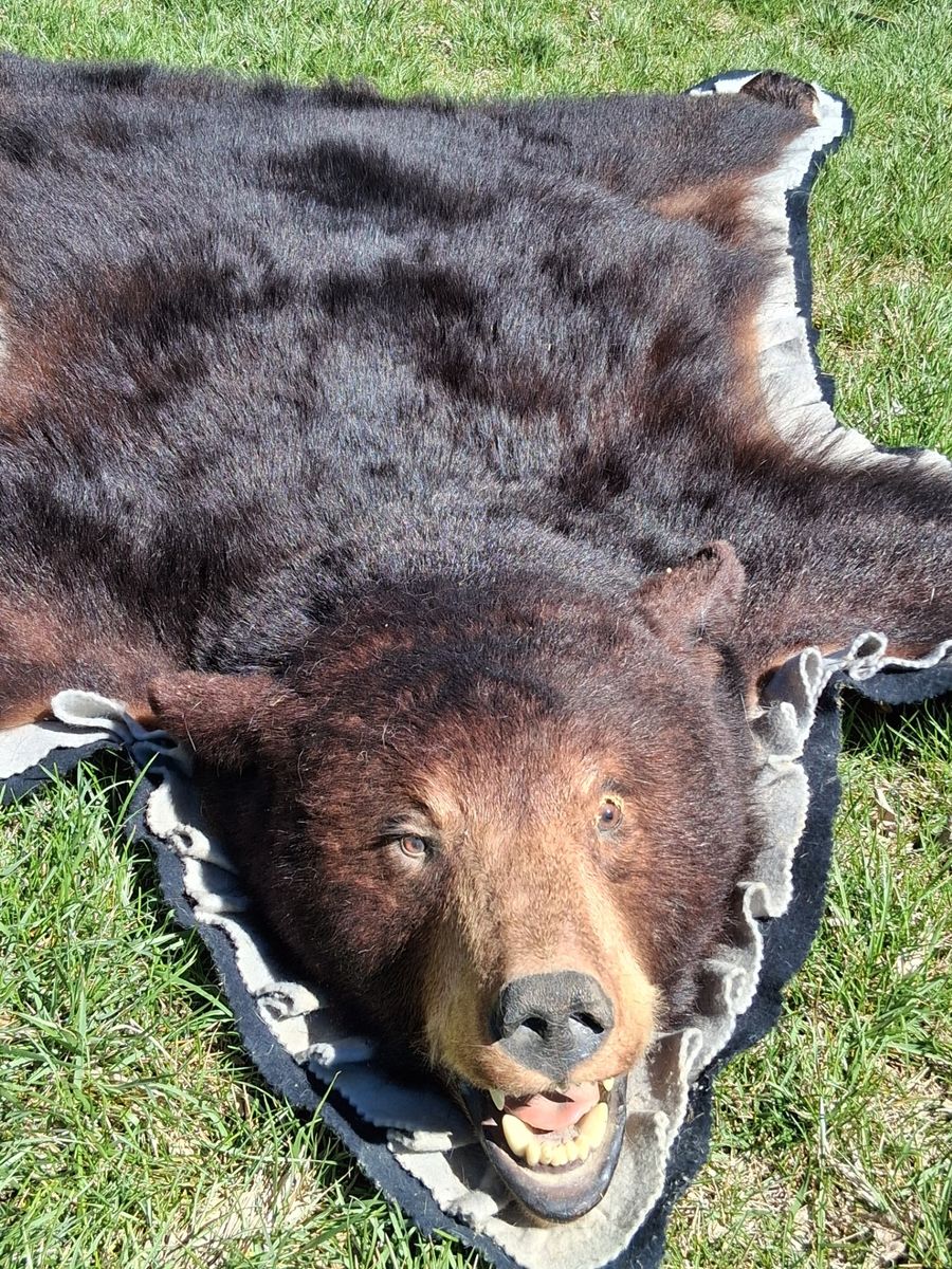 taxidermy bear skin rug