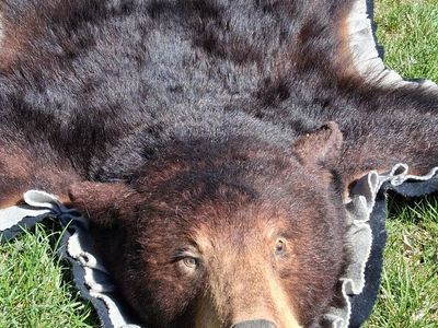 taxidermy bear skin rug