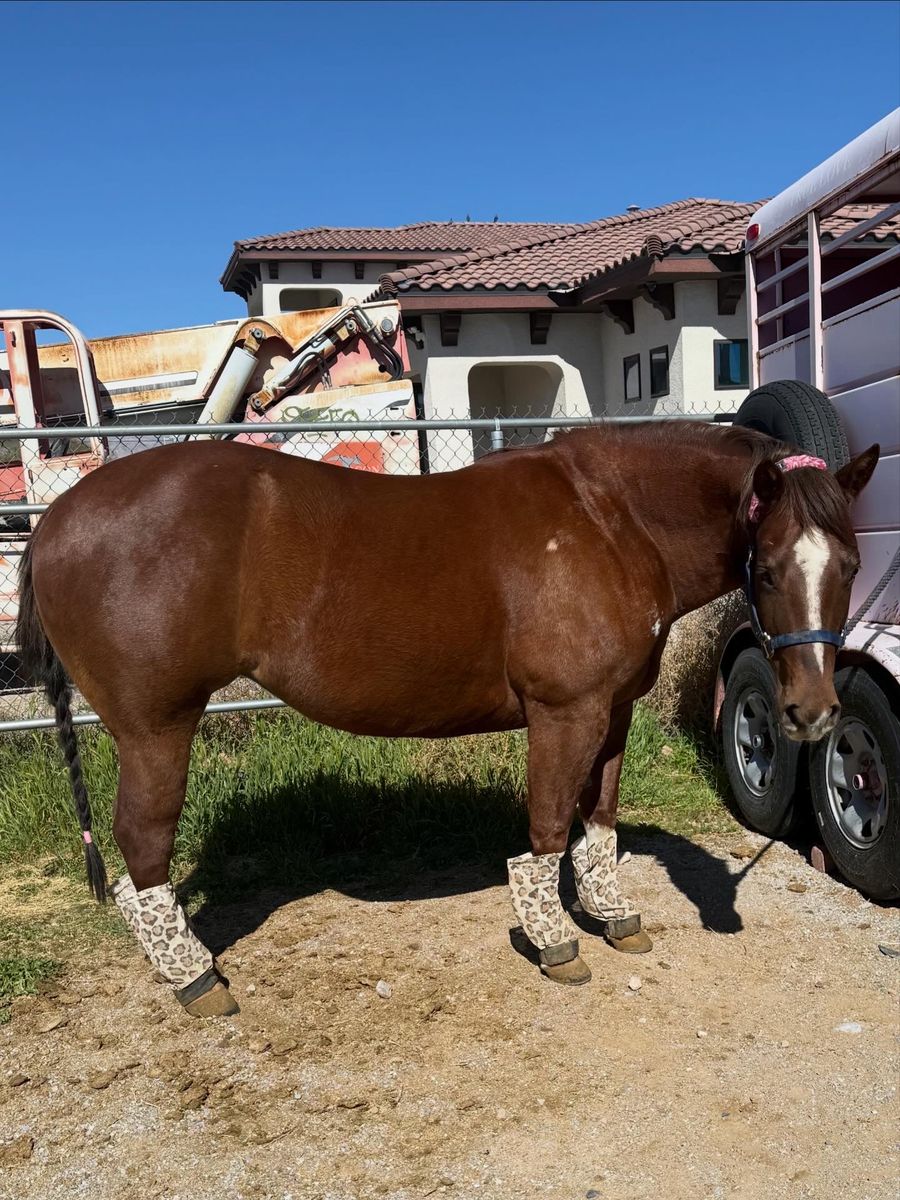 7 year old grade mare