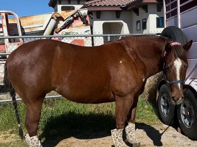 7 year old grade mare