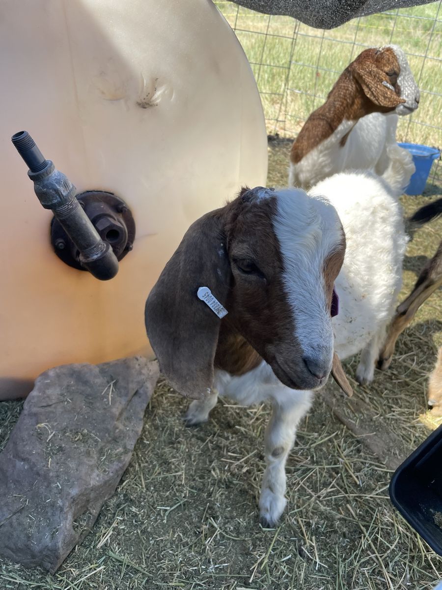 Boer Bucklings